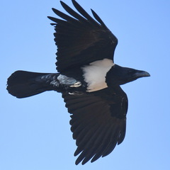 Corvus albus