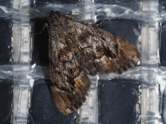 Enchesphora recurvalis