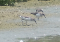 Calidris pusilla