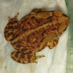 Rhinella icterica