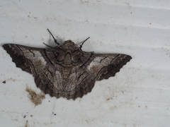 Hypobapta diffundens