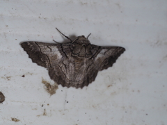 Hypobapta diffundens