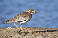 Burhinus senegalensis