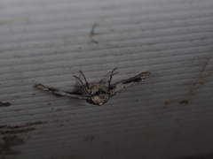 Hypobapta diffundens