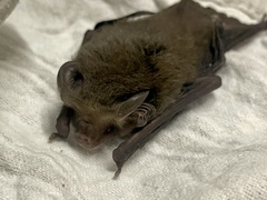 Nyctophilus geoffroyi