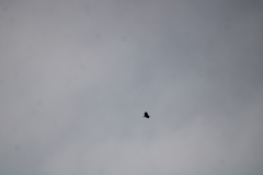 Buteogallus urubitinga