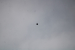 Buteogallus urubitinga