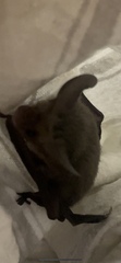 Nyctophilus geoffroyi