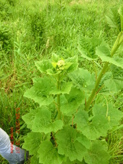 Arnoglossum reniforme
