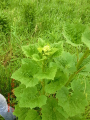 Arnoglossum reniforme