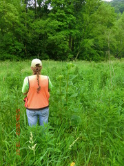 Arnoglossum reniforme