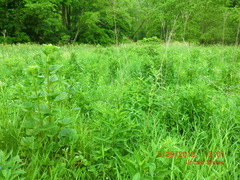 Arnoglossum reniforme