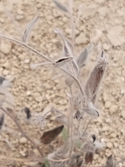 Evolvulus alsinoides