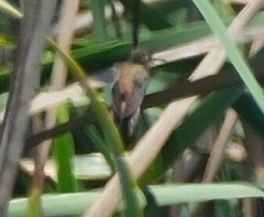 Amazilis amazilia