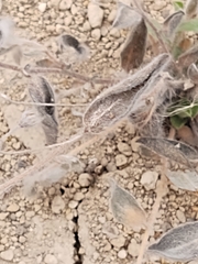 Evolvulus alsinoides