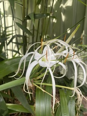 Hymenocallis littoralis
