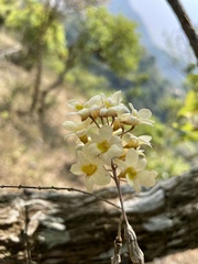 Dendrobium ovatum