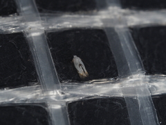 Opostegoides gephyraea