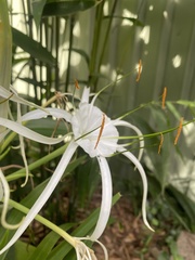 Hymenocallis littoralis