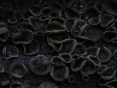 Chlorosplenium chlora