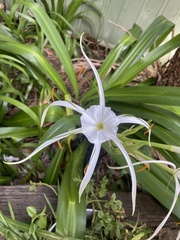 Hymenocallis littoralis