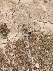 Evolvulus alsinoides