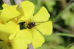 Oxythyrea funesta