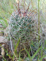 Coryphantha clavata stipitata