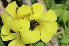 Oxythyrea funesta