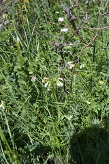 Onosma simplicissima