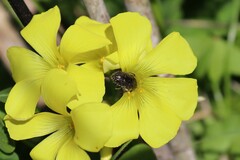 Oxythyrea funesta
