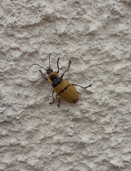 Chauliognathus missionum