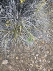 Argyroxiphium kauense