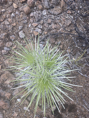 Argyroxiphium kauense