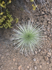 Argyroxiphium kauense