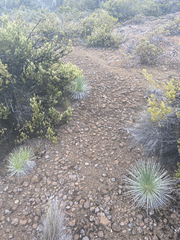 Argyroxiphium kauense