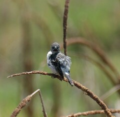 Sporophila telasco