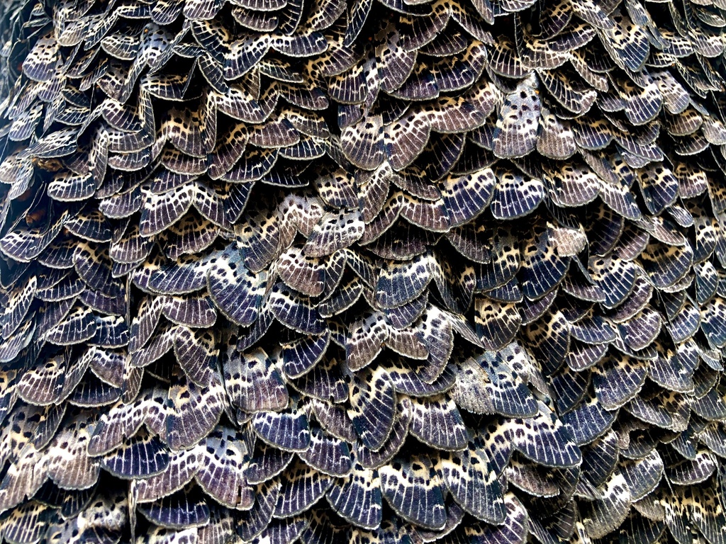 Swell moth