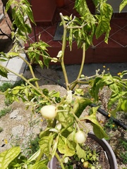 Capsicum chinense