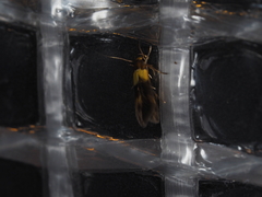 Stathmopoda callichrysa