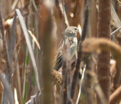Sporophila telasco