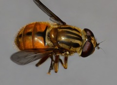 Helophilus cargilli