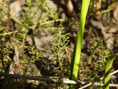 Myriophyllum gracile