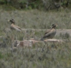 Burhinus superciliaris