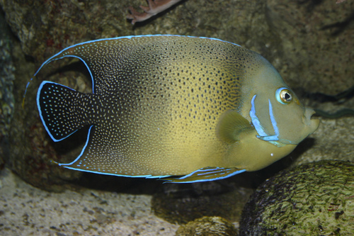 Semicircle Angelfish