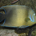 Semicircle Angelfish - Photo (c) Brian Gratwicke, some rights reserved (CC BY-NC)