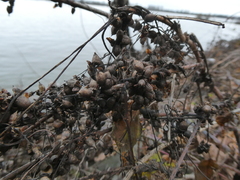Cuscuta lupuliformis