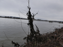 Cuscuta lupuliformis
