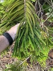 Araucaria columnaris