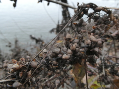 Cuscuta lupuliformis